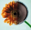 flower_Speaker